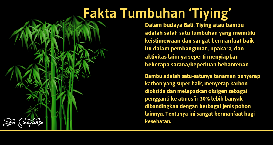 Fakta Tumbuhan ‘Tiying’.