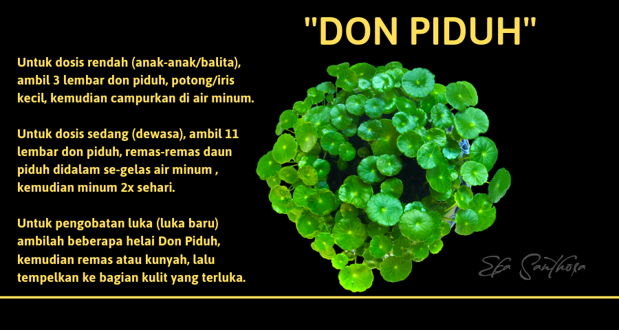 Khasiat Don Piduh